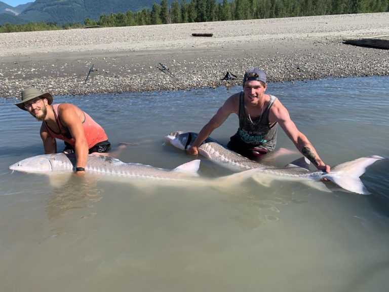 The Best Time of Year to Fish for Sturgeon on the Fraser River