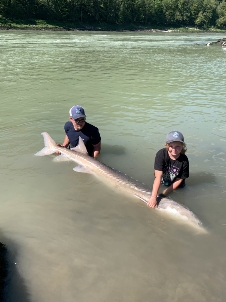 Fraser river sturgeon