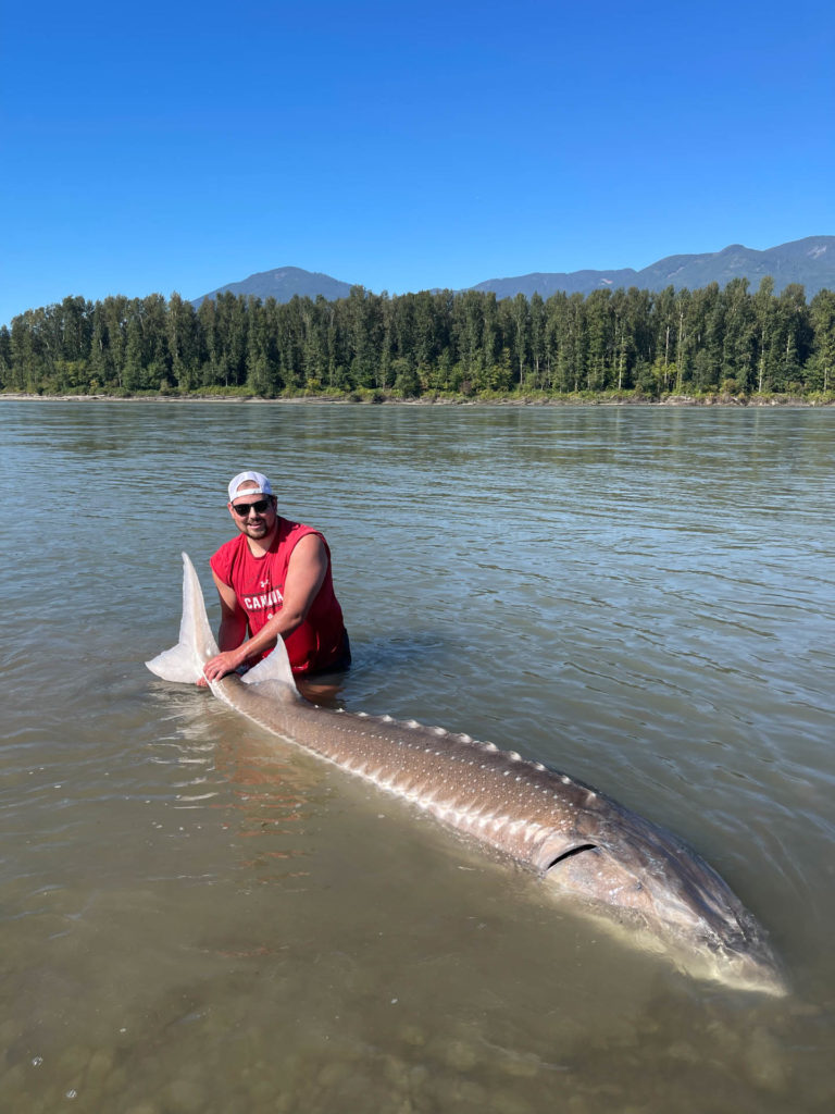 Giant sturgeon BC