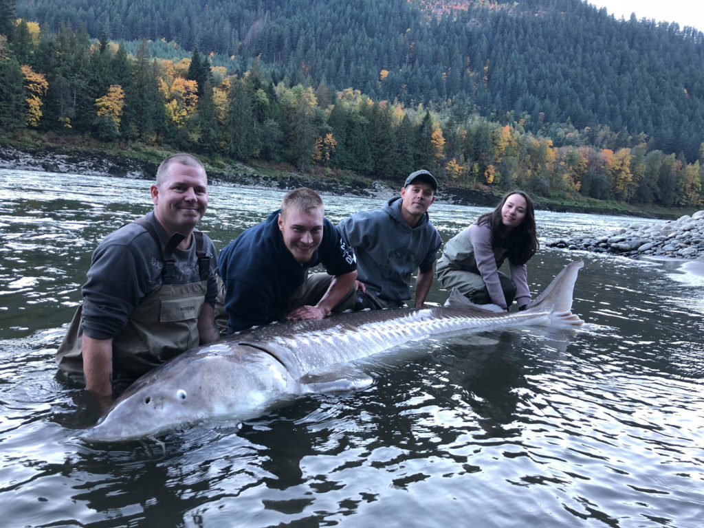 Sturgeon fishing BC