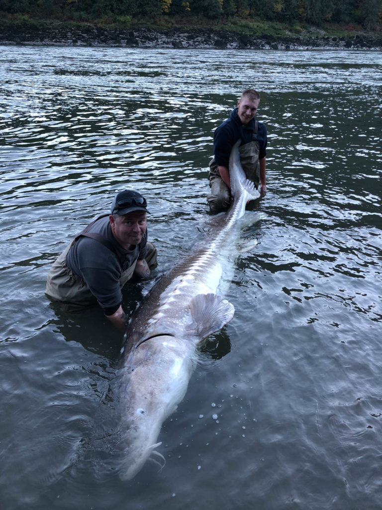 Sturgeon fishing BC