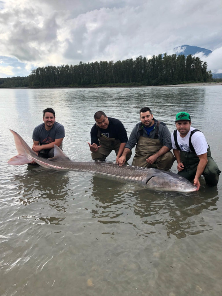 Sturgeon fish BC