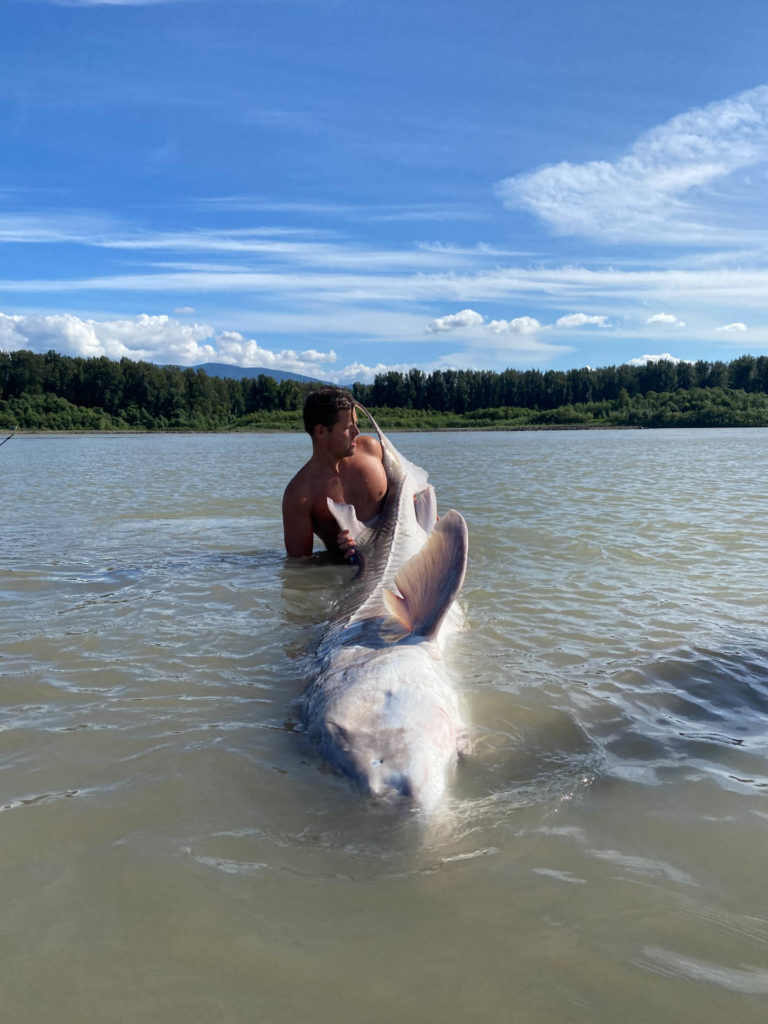 Fraser River Giant sturgeon