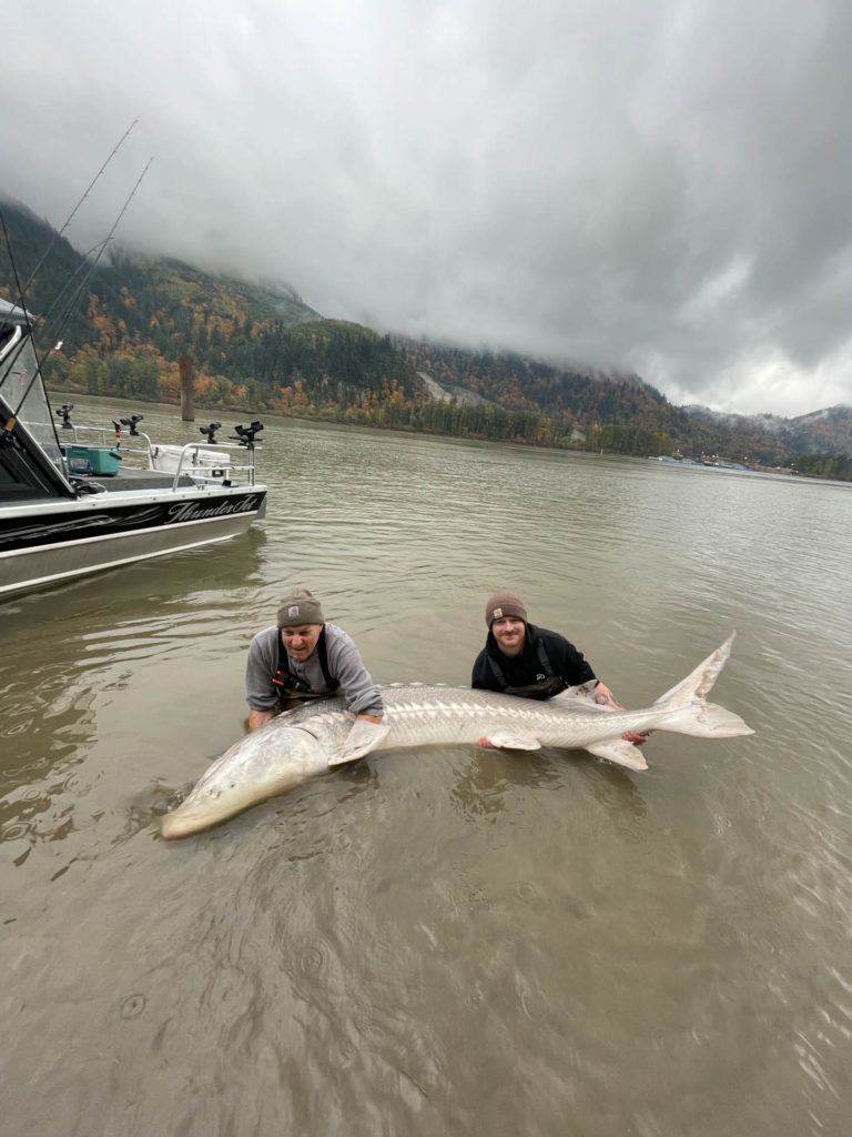 Fraser river sturgeon