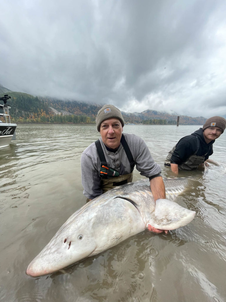 Fraser river sturgeon