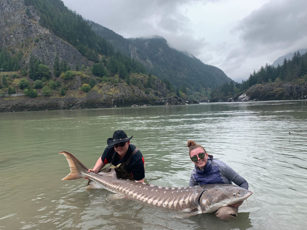 Giant sturgeon