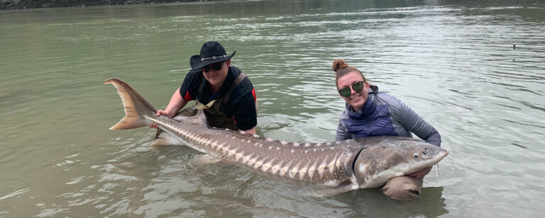 Giant sturgeon