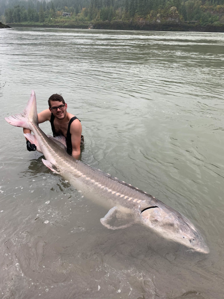 Giant sturgeon