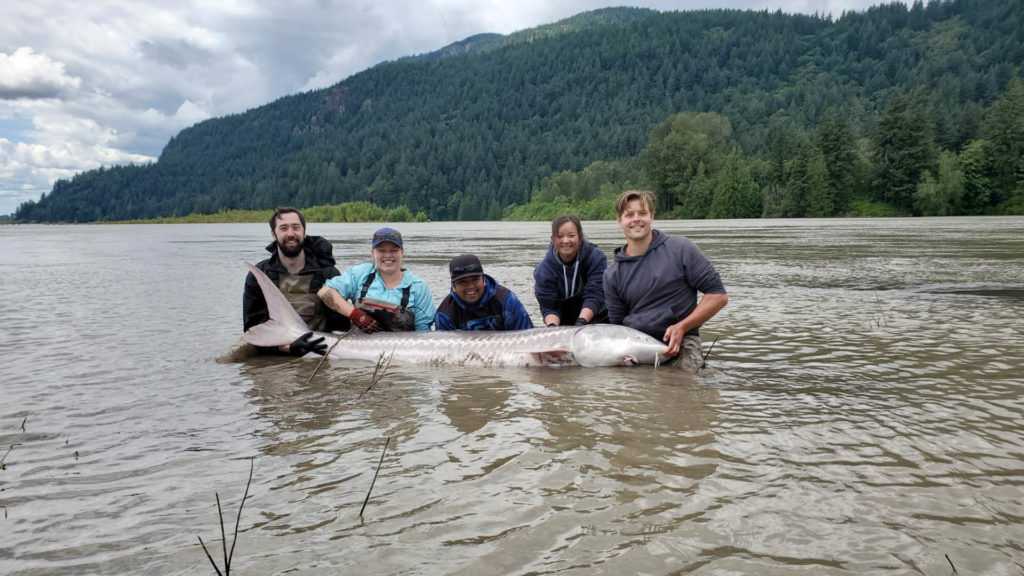 Fraser river sturgeon guides