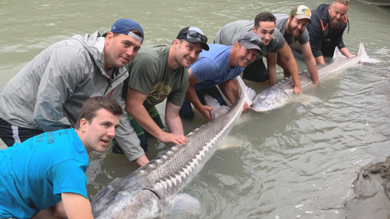 The Ultimate Guide to Catching Fraser River’s Giant White Sturgeon